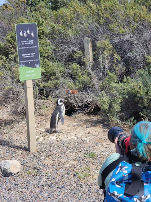 Bild Nr. 2 von Punta Tombo Cruise Landausflug - Spaziergang zwischen Pinguinen Aktivität in Chubut Provinz, hochgeladen vom Anbieter