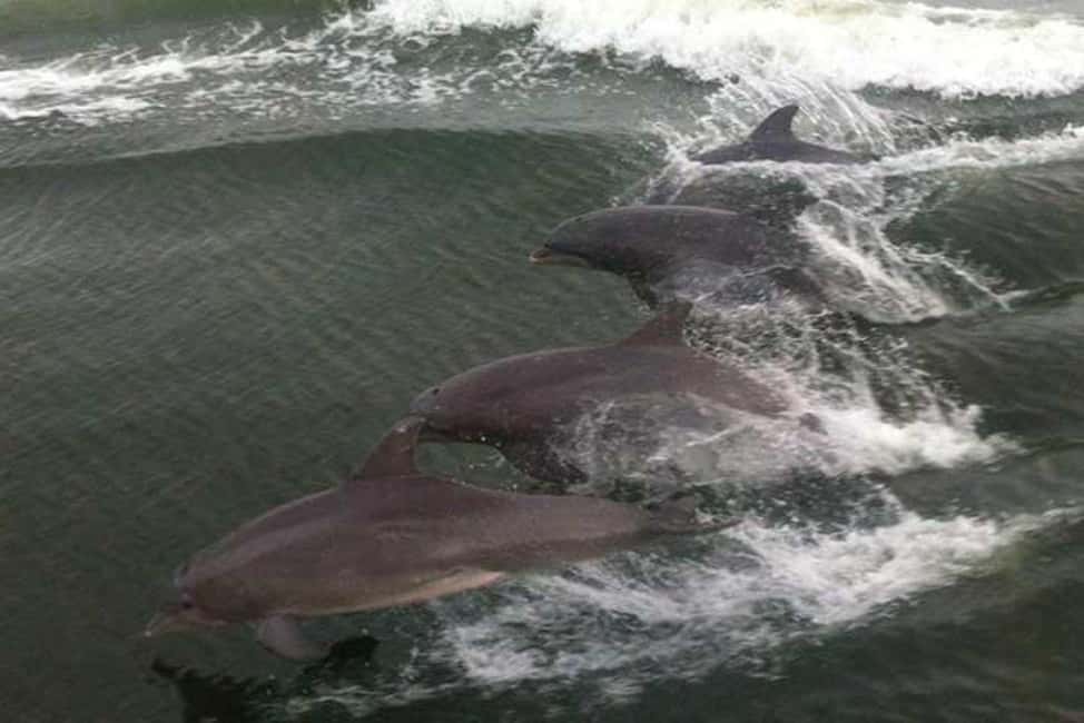 Bild Nr. 2 von Orange Beach: Delphin-Kreuzfahrt Aktivität in Florida, hochgeladen vom Anbieter