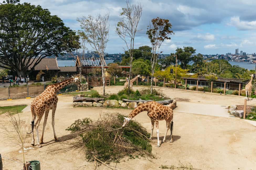 image n.2 of Sydney: Taronga Zoo Tickets activity in Sydney, uploaded by supplier