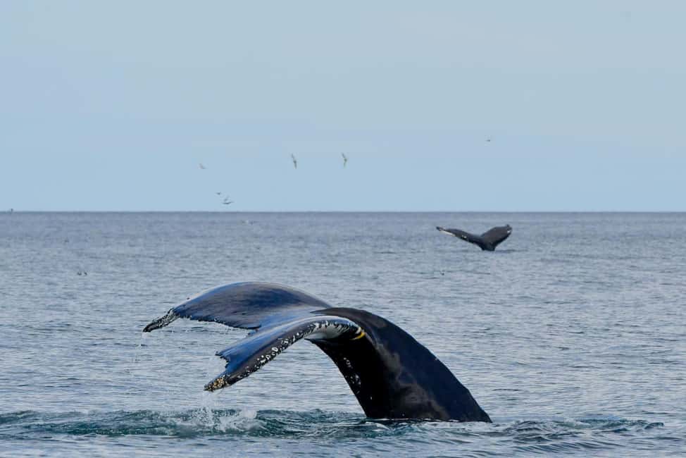 imagen n.º 15 de Húsavík: Excursión familiar y guiada de avistamiento de ballenas actividad en Norðurland Eystra, subida por el proveedor