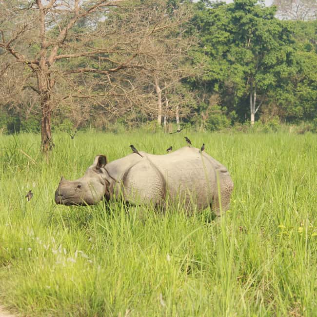 imagen n.º 3 de Elegancia en Chitwan: Una Experiencia de Lujo de 3 Días en la Naturaleza actividad en Pashchimanchal, Nepal, subida por el proveedor