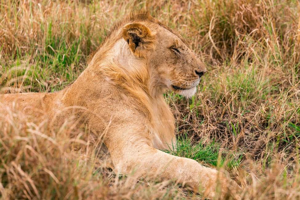 Image N°29 de Au départ de Nairobi : Safari en groupe de 3 jours et 2 nuits dans le Maasai Mara activité à Province centrale du Kenya, publiée par le prestataire