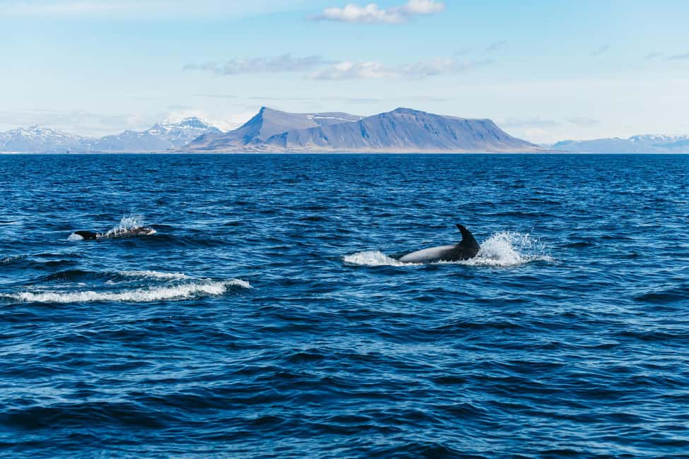 bild nr.3 av Reykjavik: Valskådningstur med RIB-båt aktivitet i Reykjavik, uppladdad av arrangören