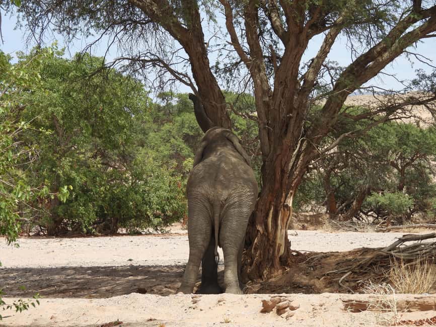 image n.2 of Elephant Adventure with Herson - a native of Damaraland activity in Kunene Region, uploaded by supplier