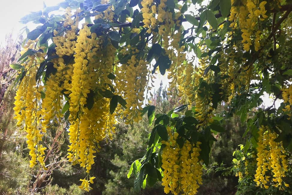 image n.3 of From Catania: Mount Etna Half-Day Tour and Wine Experience activity in Catania, uploaded by supplier