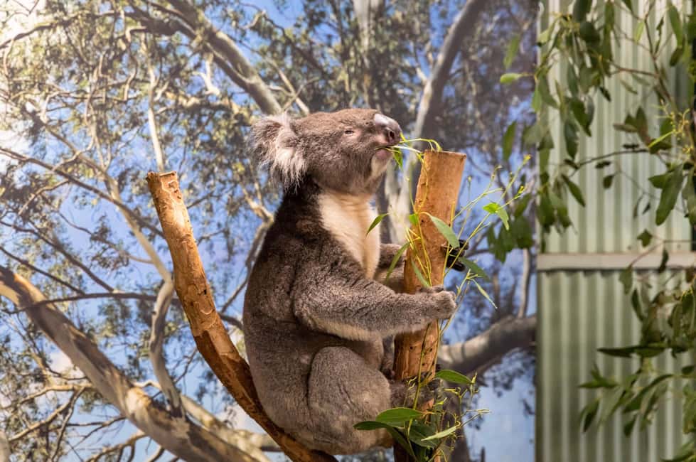 image n.14 of Sydney: Blue Mountains Tour with Wildlife Park & Waterfalls activity in Sydney, uploaded by supplier