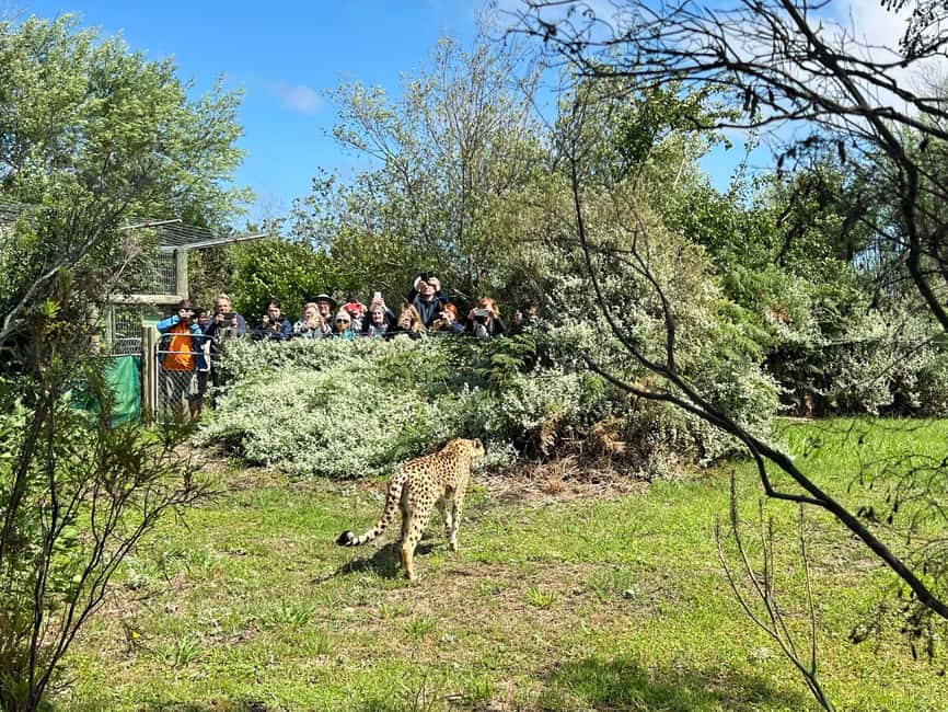 image n.4 of Plettenberg Bay: Wild Cat and Wildlife Guided Tour activity in Plettenberg Bay, uploaded by supplier