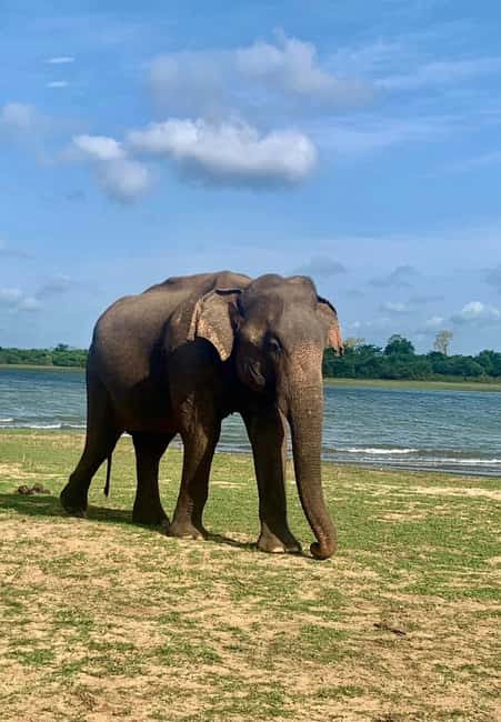 image n.21 of From Mirissa/Galle/Hikkaduwa: Udawalawa National Park Safari activity in Eastern Province, Sri Lanka, uploaded by supplier