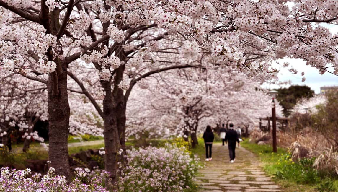 image n.1 of West Jeju Cherry Blossom Strawberry Picking Small Group Tour activity in Jeju, uploaded by supplier