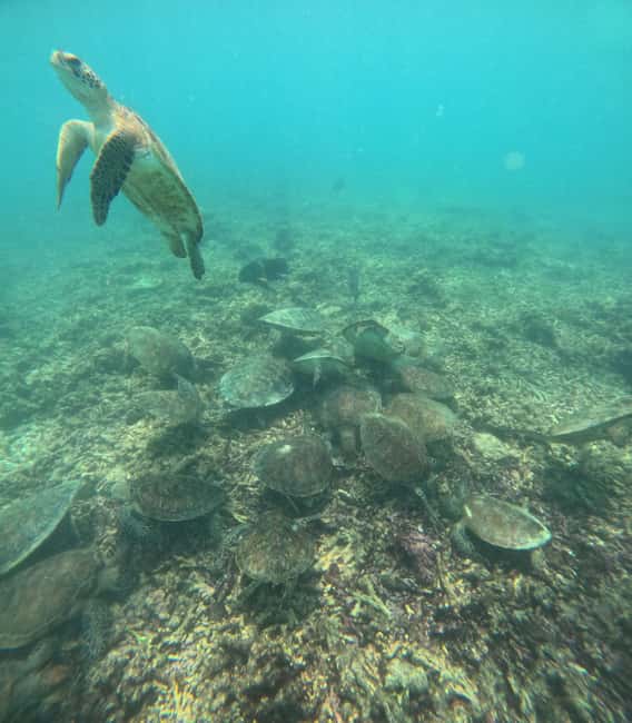 Immagine nº 5 di Tour pomeridiano di snorkeling delle isole Dimaniyat attività a Mascate, caricata dal fornitore