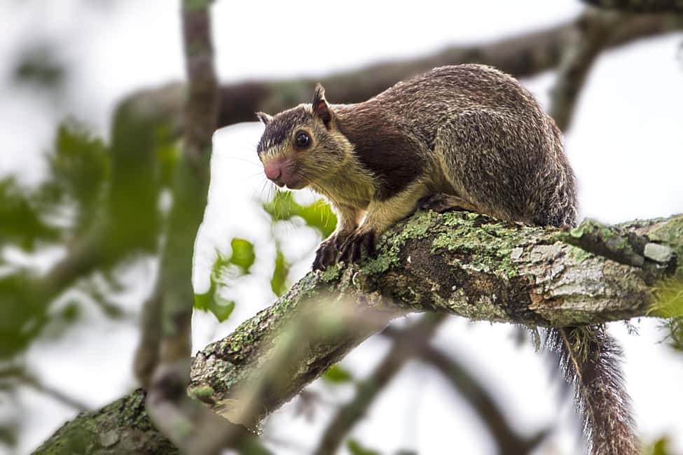 image n.10 of Hikkaduwa: Yala & Udawalawe Safari Day Trip with Picnic activity in Hambantota, uploaded by supplier