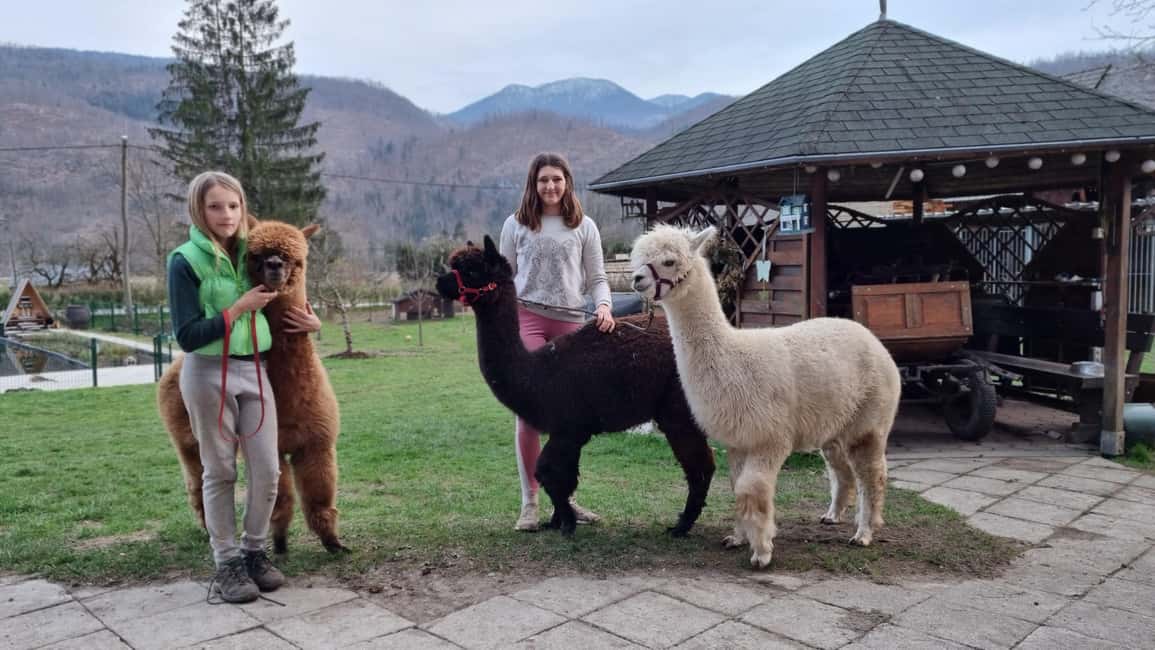 image n.5 of Walking with alpacas - Domačija Loncnar - Bohinj activity in Bled, uploaded by supplier