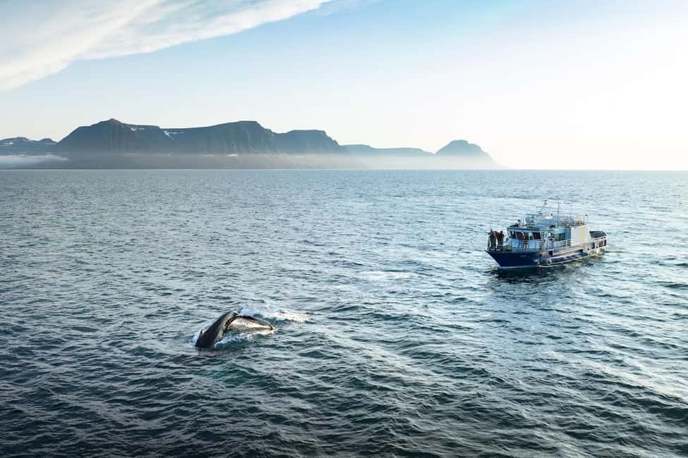 Bild Nr. 2 von Ísafjörður: Walbeobachtungstour in den Westfjorden Aktivität in Ísafjörður, hochgeladen vom Anbieter