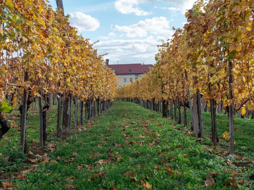 Bild Nr. 7 von Von Ljubljana aus: Vipava Valley Wine Express Tour Aktivität in Ljubljana, hochgeladen vom Anbieter