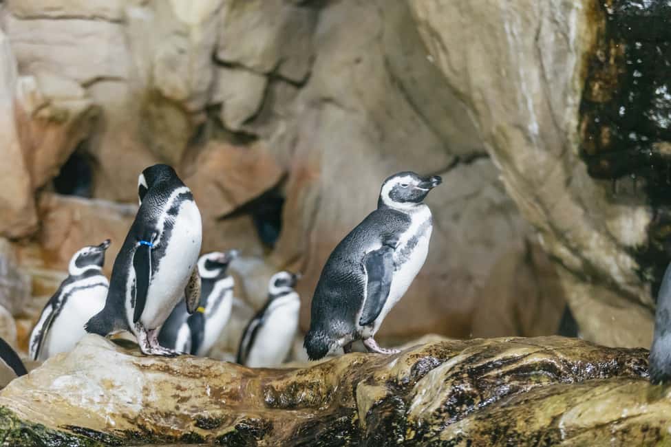 Image N°7 de Gênes : Aquarium de Gênes avec déjeuner activité à Gênes, publiée par le prestataire