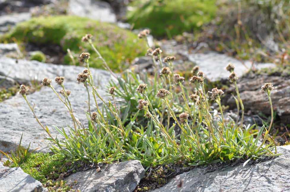image n.8 of OUR FANTASTIC NATIONAL PARK! activity in Aosta Valley, uploaded by supplier