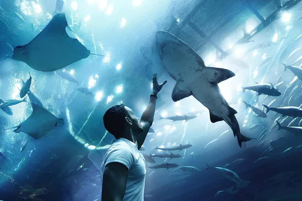 image n.1 of Abu Dhabi Mosque & Sea World Tour from Dubai activity in Abu Dhabi, uploaded by supplier