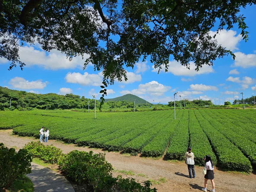 image n.22 of Jeju Island: Full-Day SouthWest Bus Tour with Entry Fees activity in Seogwipo-si, uploaded by supplier