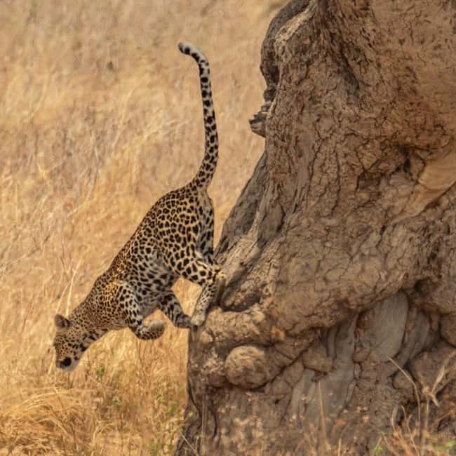 image n.8 of Serengeti: 3-Day Migration Safari with Hot Air Balloon Ride activity in Mara Region, uploaded by supplier