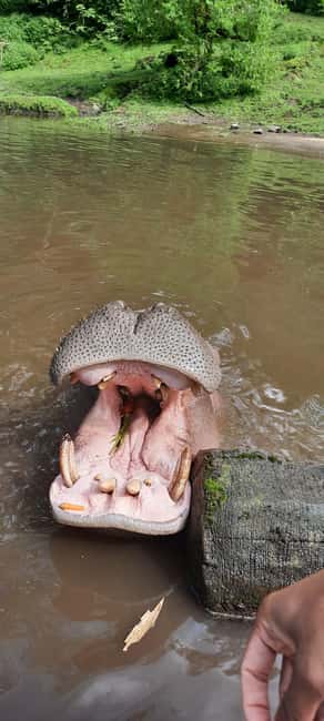 image n.4 of Jakarta : Taman Safari, Panda Palace, and Waterfall activity in Bogor, uploaded by supplier
