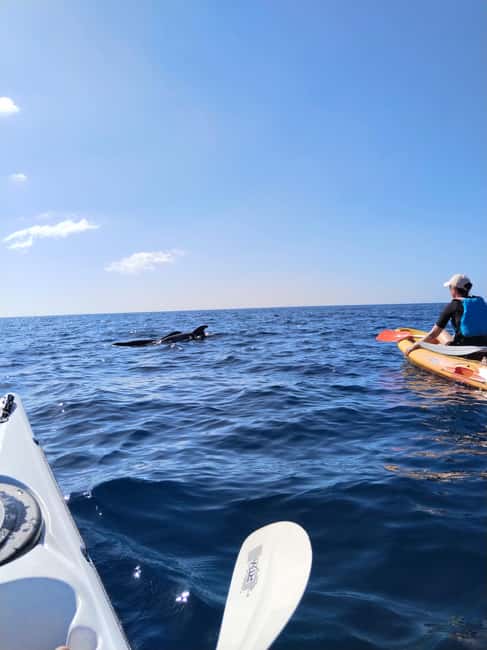 image n.32 of Tenerife: Kayak & Snorkel Tour with Snacks & Sea Life Safari activity in Telde, uploaded by supplier