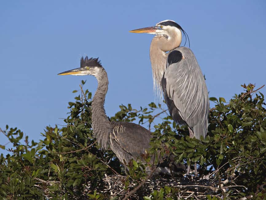 bild nr.4 av Cocoa Beach: Thousand Islands Banana River Boat Cruise aktivitet i Florida, uppladdad av arrangören