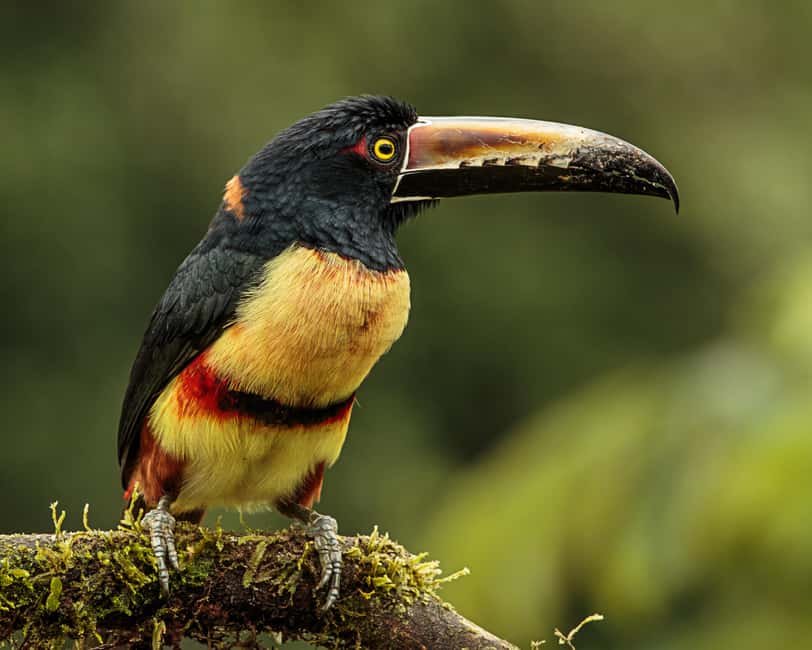 image n.16 of Carara National Park: Best Tour Carara National Park-One Day activity in Puntarenas Province, uploaded by supplier