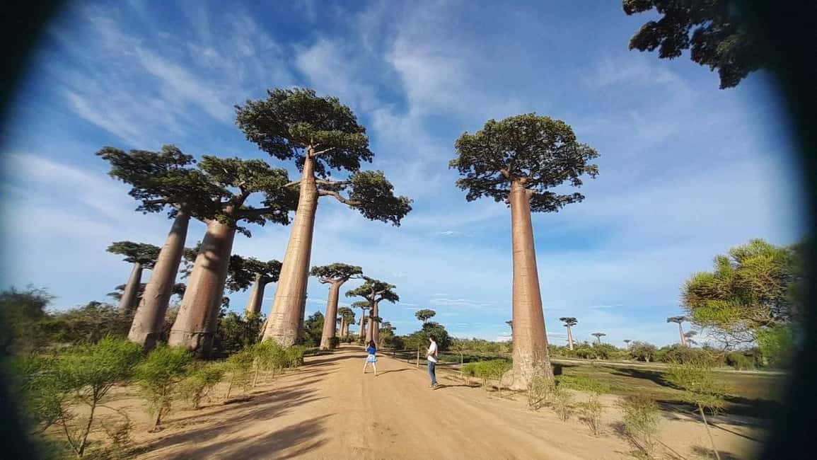 Bild Nr. 7 von 5-Tage ab Tana: Tsiribihina Fluss Kanu & Baobab-Allee Aktivität in Dorf Kirindy, hochgeladen vom Anbieter