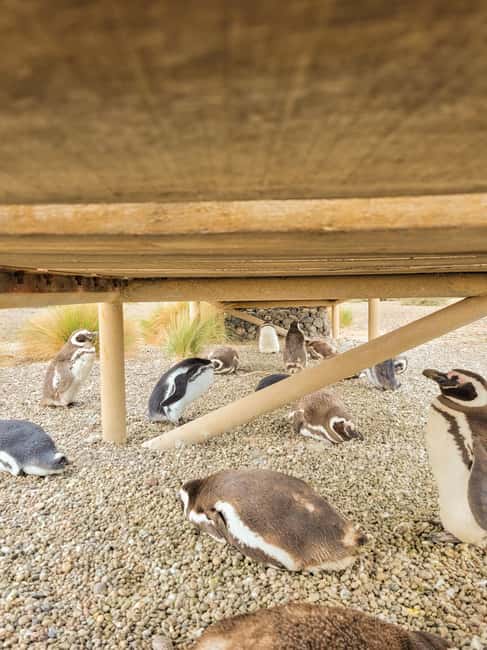 Bild Nr. 3 von Puerto Madryn: Punta Tombo Wandern unter Pinguinen erleben Aktivität in Chubut Provinz, hochgeladen vom Anbieter