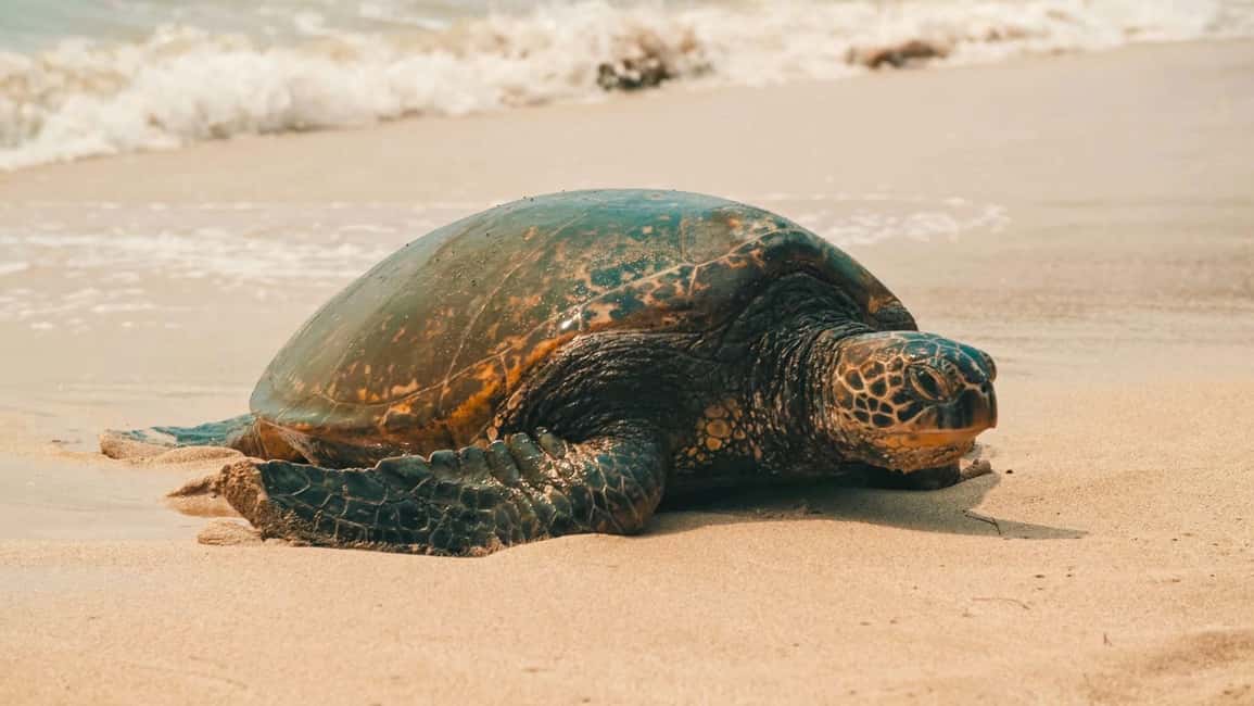 image n.2 of Oahu: Highlights of Oahu Small Group Tour activity in Hawaii, uploaded by supplier