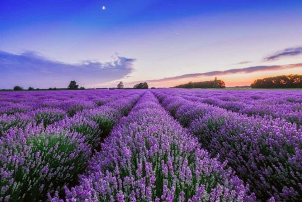 image n.14 of Baku-Gabala-Shamakhi-Tufandag -Nohur lake - Lavender fields activity in Gebele, uploaded by supplier