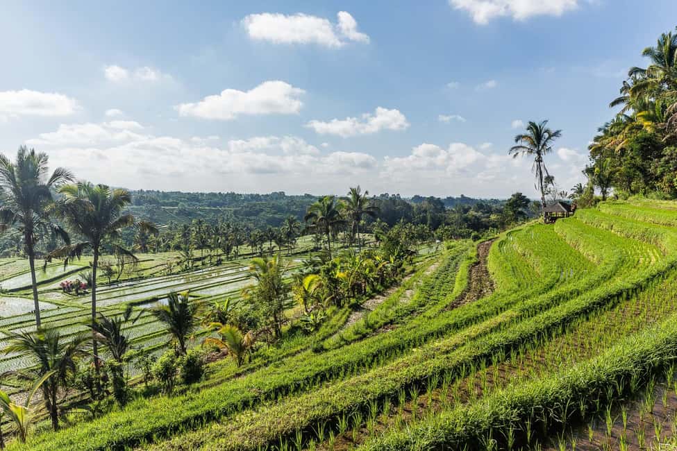 image n.6 of West Bali: Jatiluwih Rice Terrace and Tanah Lot Sunset Tour activity in Jatiluwih, uploaded by supplier