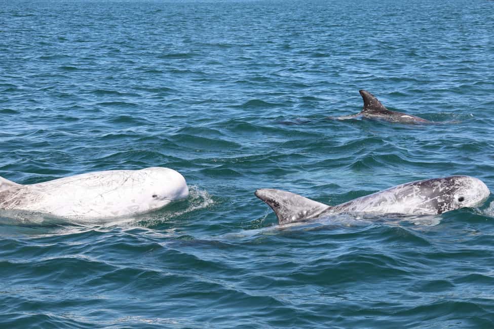 Bild Nr. 8 von Faro: Delfin- und Wildtierbeobachtung im Atlantischen Ozean Aktivität in Algarve, hochgeladen vom Anbieter