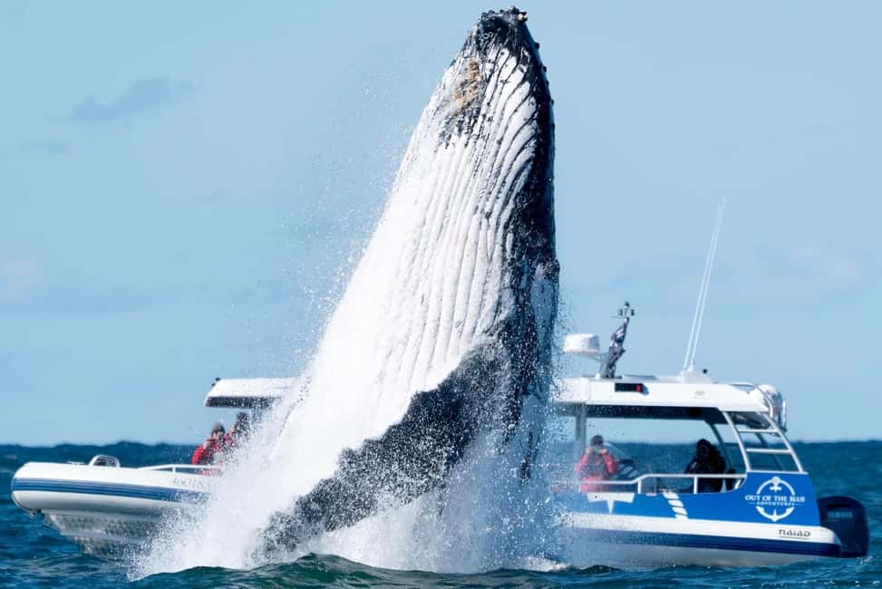 image n.27 of Byron Bay: Whale Watching Cruise with a Marine Biologist activity in New South Wales, uploaded by supplier