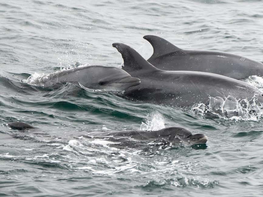 image n.3 of San Diego: Whale Watching Cruise activity in San Diego, uploaded by supplier