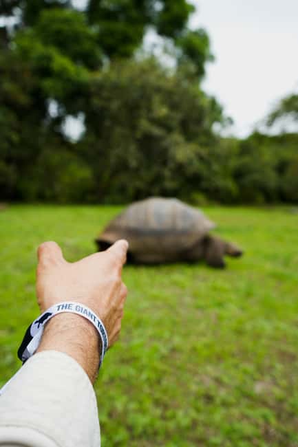 image n.9 of Puerto Ayora: The Galapagos Giant Tortoise Shared Experience activity in Galápagos Islands, uploaded by supplier