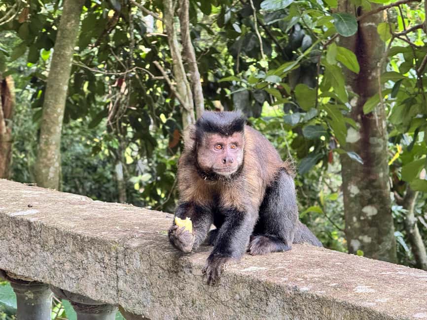 imagen n.º 7 de Río: Senderismo por la selva tropical de Tijuca, cascadas, cuevas y fauna silvestre actividad en Río de Janeiro, subida por el proveedor