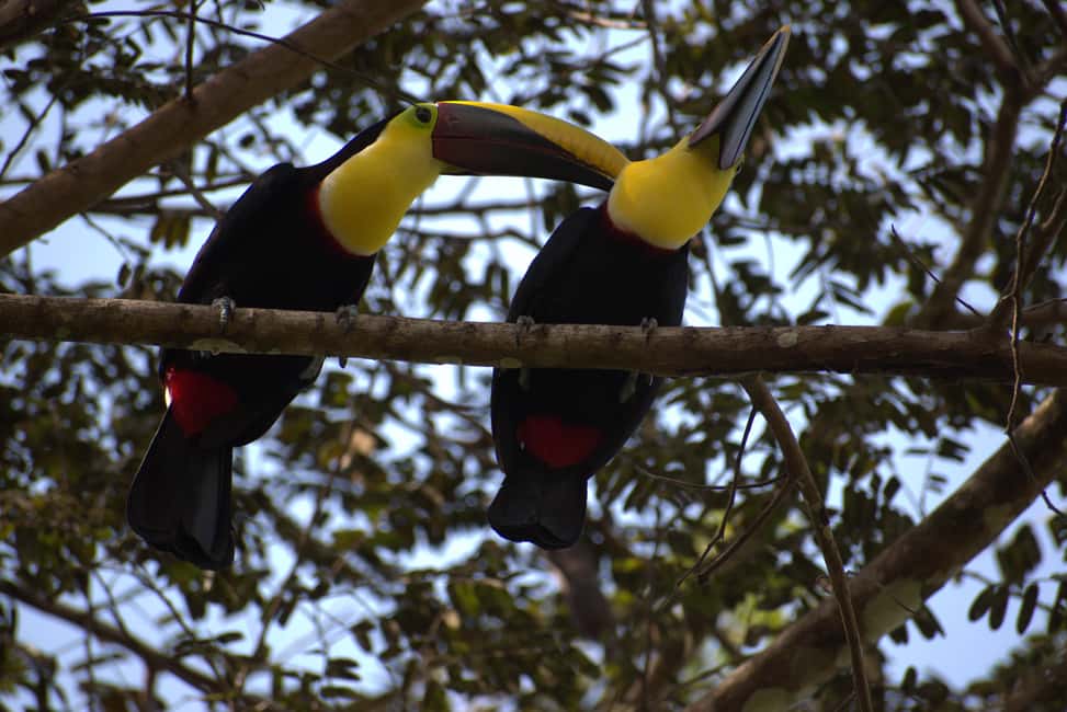 image n.12 of Tarcoles River: Jungle Crocodile Safari & Bird Watching Tour activity in San José, Costa Rica, uploaded by supplier
