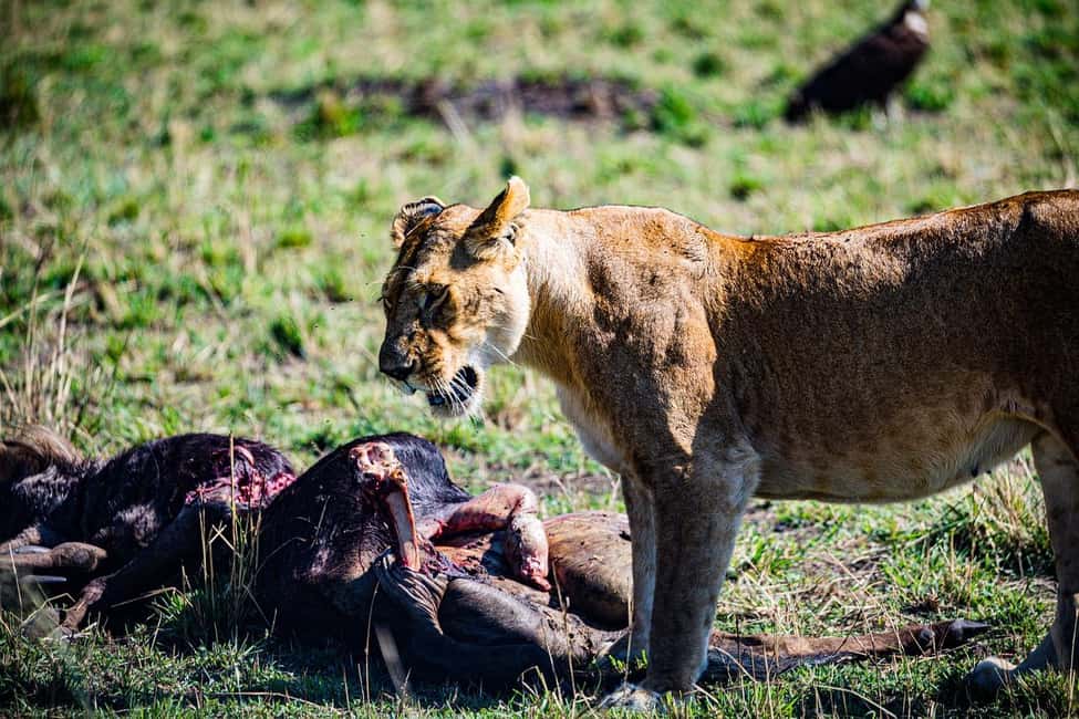 Image N°36 de Au départ de Nairobi : Safari en groupe de 3 jours et 2 nuits dans le Maasai Mara activité à Province centrale du Kenya, publiée par le prestataire