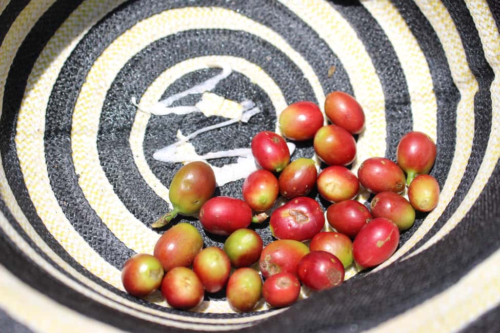 image n.9 of Medellin: Coffee Tour with Hotel Transfers and Meals activity in Medellin, uploaded by supplier