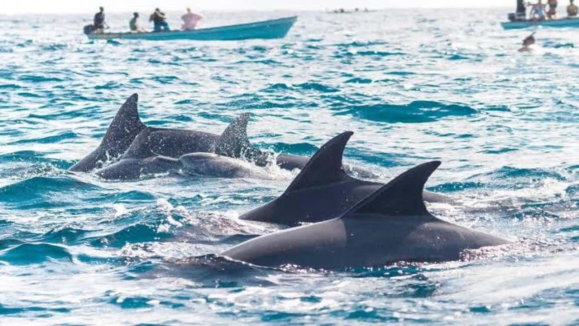 image n.1 of Zanzibar: Mnemba Island Snorkelling and Dolphin Tour. activity in Mangapwani, uploaded by supplier