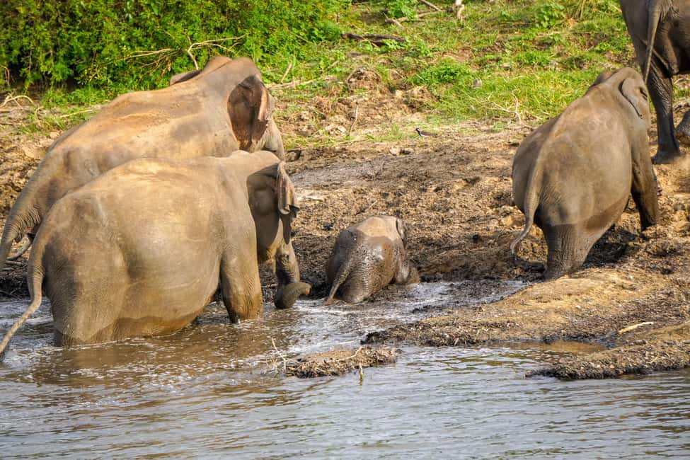 image n.6 of Kaudulla National Park Half Day Sri Lanka Jeep Safari activity in North Central Province, uploaded by supplier