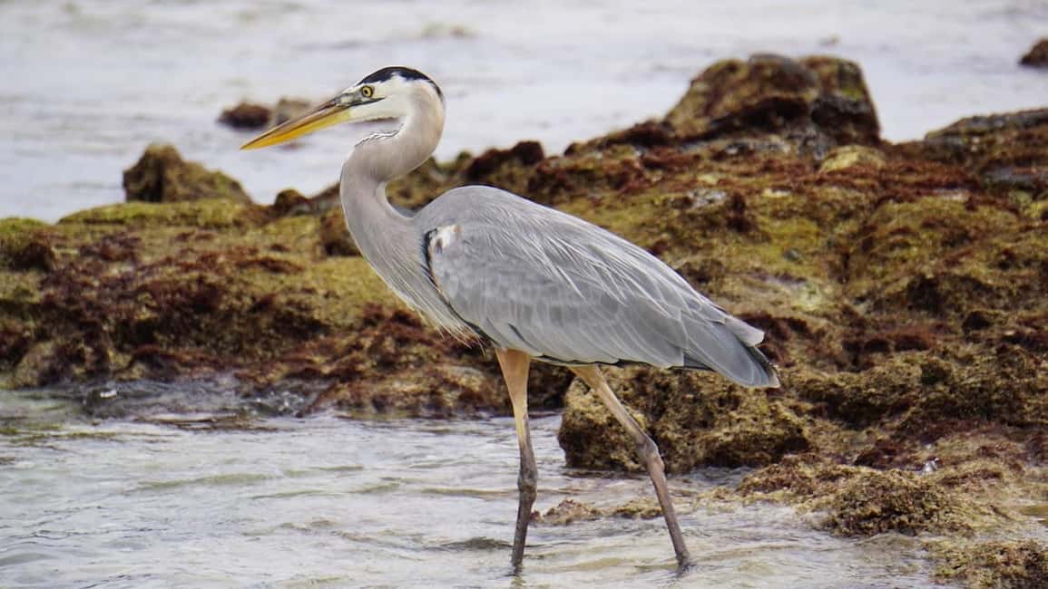 image n.2 of 4 Day Galapagos Land Tour activity in Galápagos Islands, uploaded by supplier
