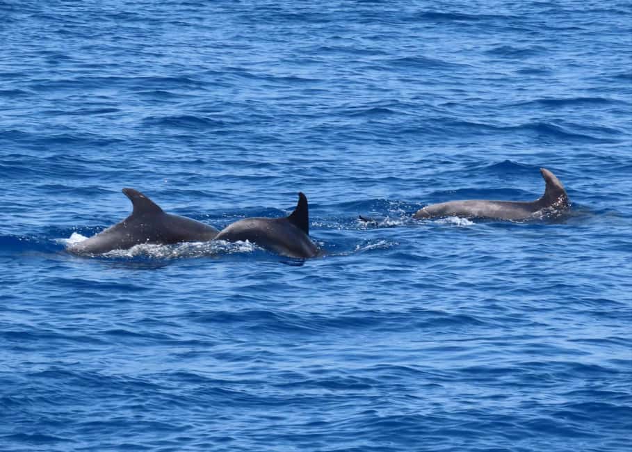 image n.14 of From Kos:A full day cruise in the newest luxury vessel! activity in Vathy, uploaded by supplier