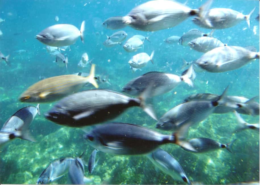 image n.11 of Roses: Costa Brava Catamaran Trip with Underwater Views activity in Catalonia, uploaded by supplier