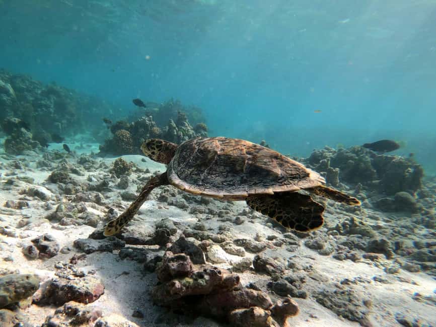 image n.10 of Praslin: Coco Felicite & La Digue Island Full-Day Boat Trip activity in Mahé, uploaded by supplier