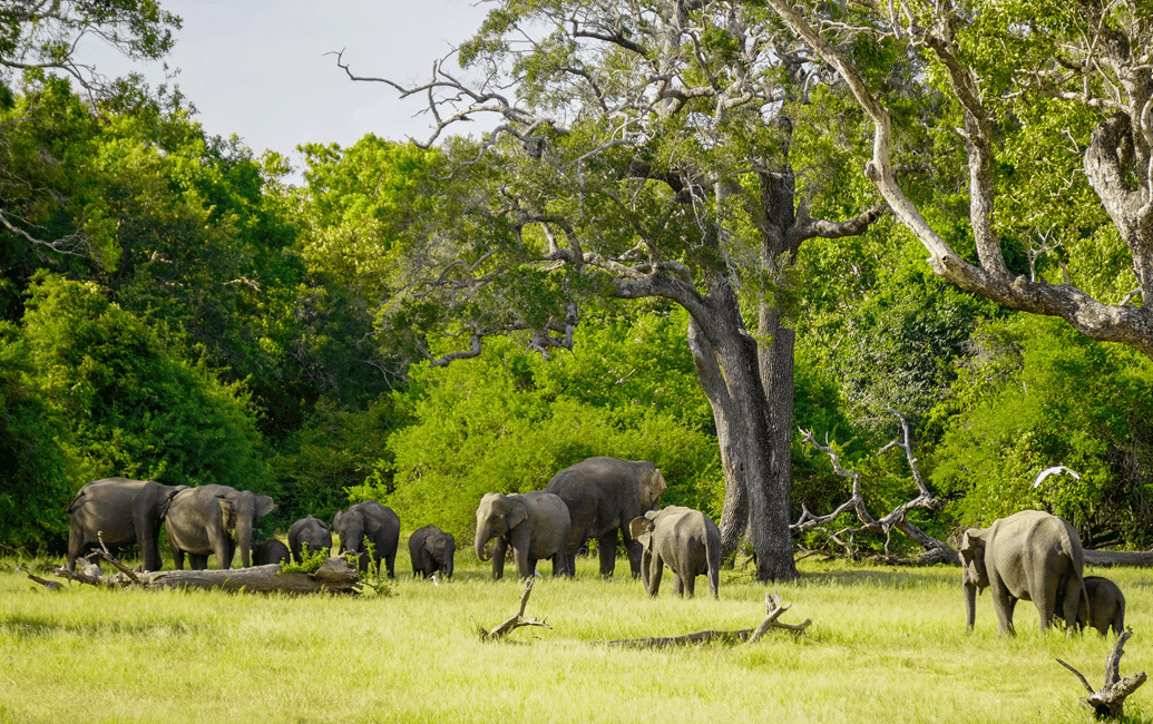 imagem n.14 de Minneriya: Safári Privado de Elefantes no Parque Nacional Minneriya atividade em Anuradhapura, carregada pelo fornecedor