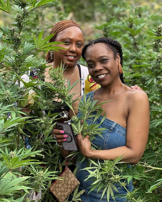 imagem n.7 de Montego Bay: Tour particular com transporte pela fazenda de maconha atividade em Montego Bay, carregada pelo fornecedor