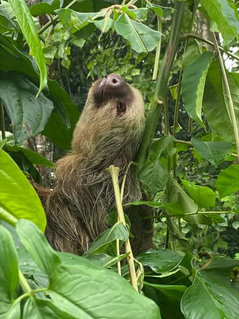 bild nr.2 av Cahuita: Guidad vandring genom Cahuita nationalpark aktivitet i Cahuita, uppladdad av arrangören