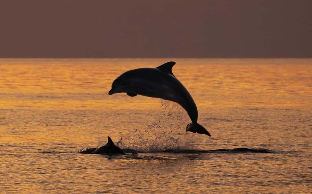 Immagine nº 2 di 3 ore di osservazione dei delfini al tramonto con bevande illimitate + cena attività a Istarska, caricata dal fornitore